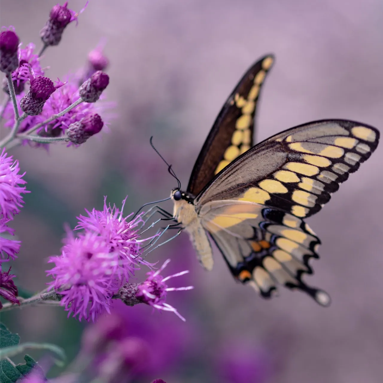 A butterfly pollinating a violet flower