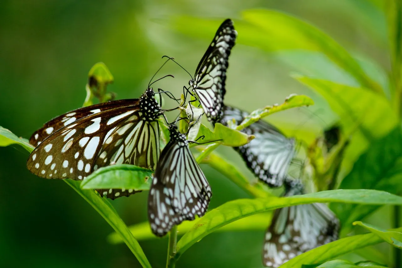 A number of butterflies of the same species pollinating flowers. 